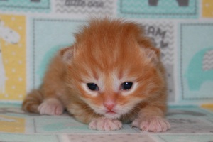 Deedlebugs siberian hot sale